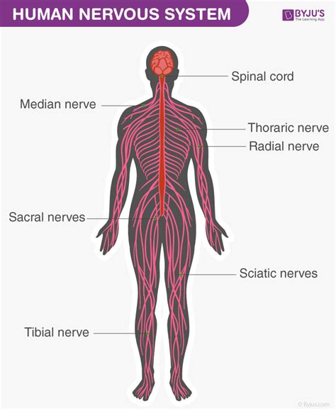 Human Nervous System Labelled Diagram