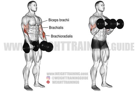 Dumbbell reverse curl instructions and video | Weight Training Guide