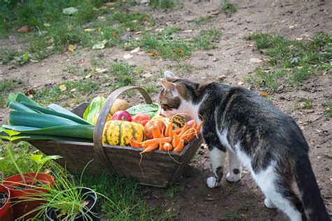 Domestic Cat Vegetable Dirt Vegetable Garden Stock Photos, Pictures ...