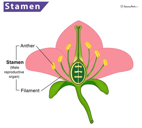 Stamen An Overview ScienceDirect Topics, 48% OFF