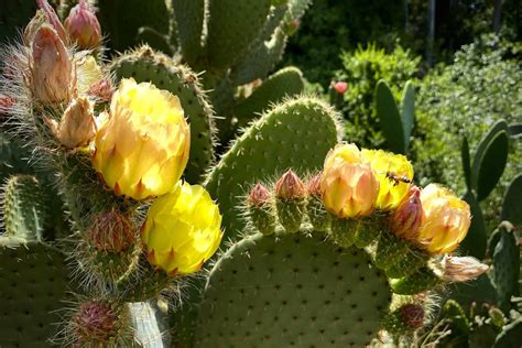 Cactus Flower Plant: Most Beautiful Flowering Cactus Variety