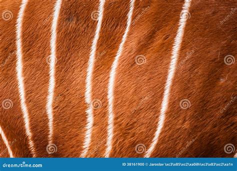 Bongo pattern stock photo. Image of eastern, stripe, antelope - 38161900