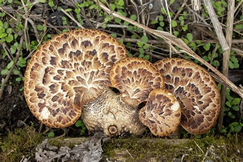 Pheasant's Back Mushroom Photograph by Matt Fox - Fine Art America