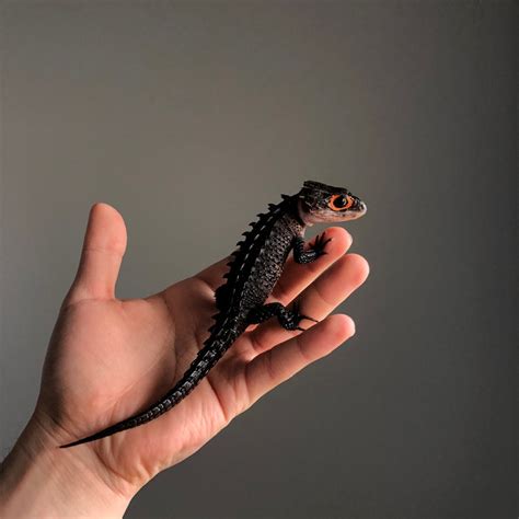 Red Eyed Crocodile Skinks For Sale - Geckopia