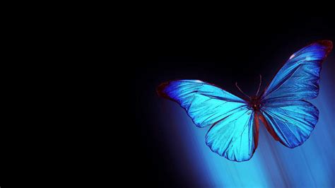 Blue Butterfly Wallpaper (75+ pictures)