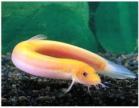 Gold Dojo Loach | Arizona Aquatic Gardens | Fresh water fish tank ...