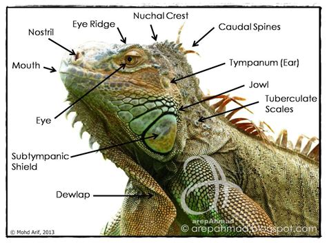 a.r.e.p a.h.m.a.d ~: ~ Iguana Anatomy