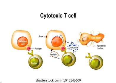 Immune Response Photos and Images & Pictures | Shutterstock