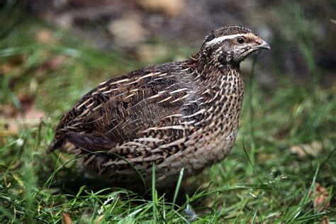 Coturnix Quail: The Best Game Bird For Small Spaces – Mother Earth News