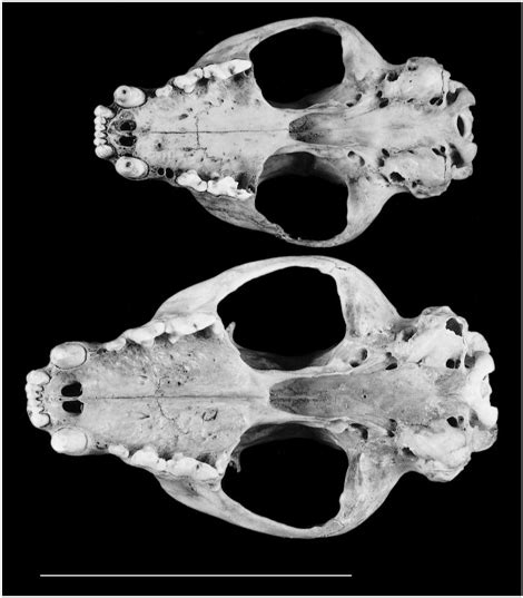 Abe's Animals: Pictures of size differences between the skulls of the ...