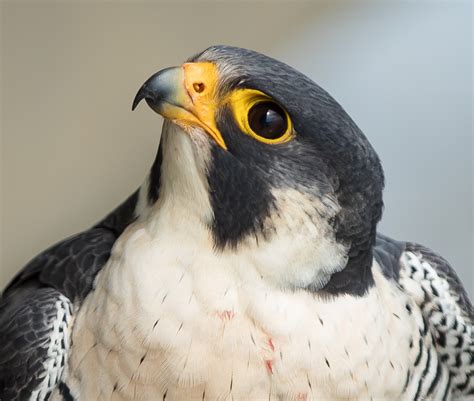 Peregrine Falcon Beak