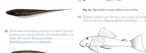 Siluriformes, con placas. | Download Scientific Diagram