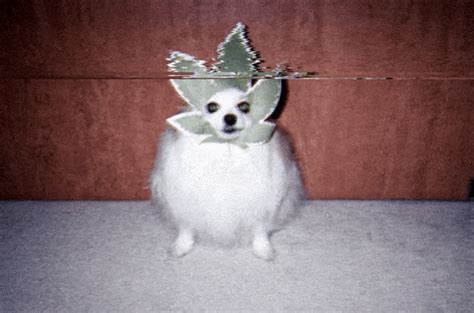 Lil Weed Dog GIFs - Find & Share on GIPHY