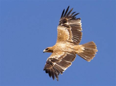 Spanish Imperial Eagle - Rare Bird Species