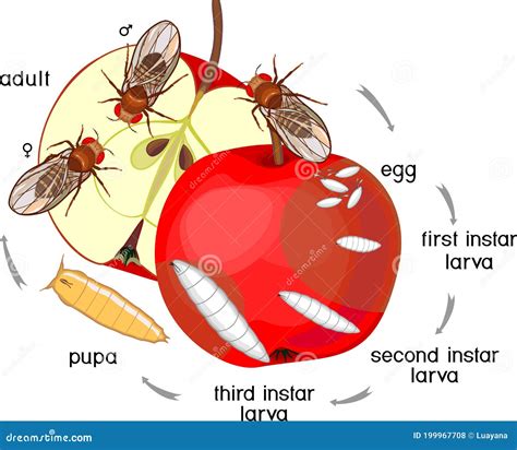 Life Cycle Of Fruit Fly (Drosophila Sequence Of Stages Of Development ...