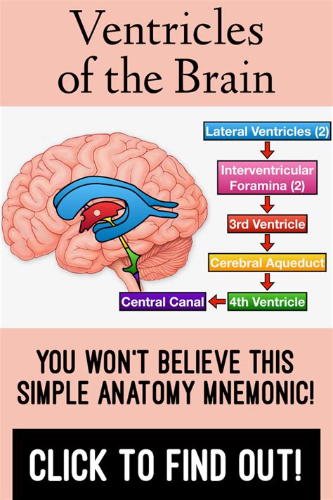 Ventricles of the Brain: Anatomy, Model, Function, and Mnemonic | Brain ...