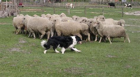 Border collie herding sheep Border Collie Facts, Border Collie Herding ...