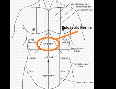 Epigastric Region Definition Anatomy