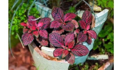 10 Best Houseplants With Red Leaves - Who Are They?