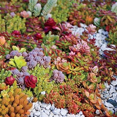 The Beauty of Sedum Rock Gardens - Succulent Source