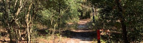 Withlacoochee River Multi-use Trail: 84 Reviews, Map - Florida | AllTrails