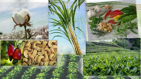 What are Plantation Crops? Know Major Characteristics & Examples