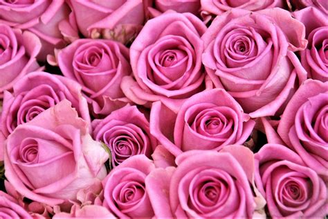 Pink roses HD wallpaper | Wallpaper Flare