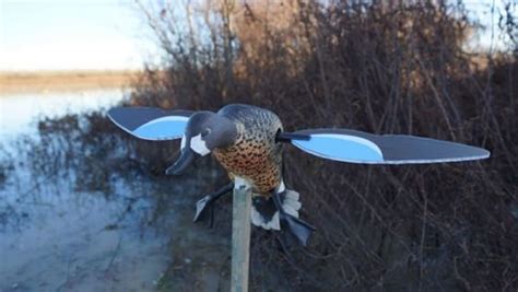 MOJO® Blue Wing Teal | Blue wings, Duck decoys, Duck season