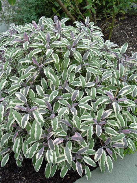 10 of the Best Variegated Plants | Garden Housecalls