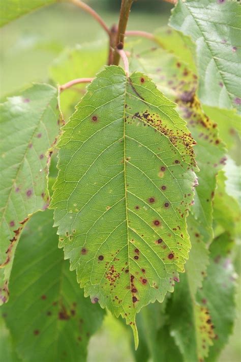 Weeping Cherry Tree Leaf