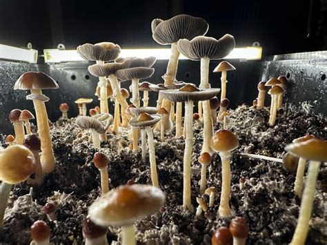 Psilocybin: One Dose of Magic Mushroom Psychedelic Can Ease Major ...