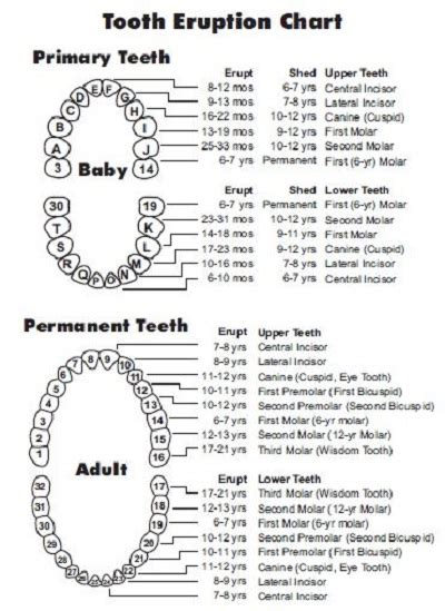 32+ Canine Teeth Diagram - EkoFahrizi