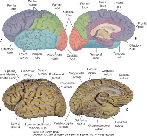 Cerebral cortex — Brain & language