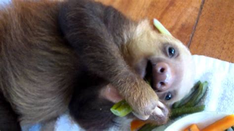 Baby sloth eating - YouTube