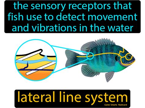 Lateral Line System - Easy Science | Easy science, Flashcards, System