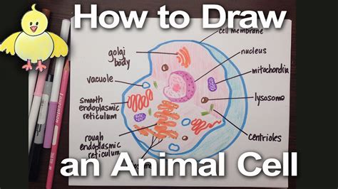 Top 194+ How to draw a 3d animal cell - Merkantilaklubben.org