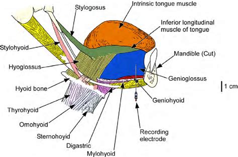 Tongue Muscles Anatomy