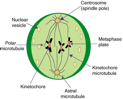 SparkNotes: Mitosis: Metaphase and Anaphase