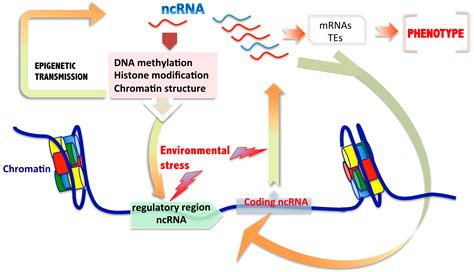 IJMS | Free Full-Text | Role of Non-Coding RNAs in the ...