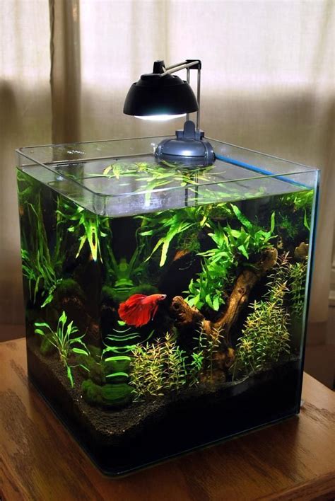 5 Gallon Betta Fish Aquarium | Betta fish tank, Betta aquarium ...