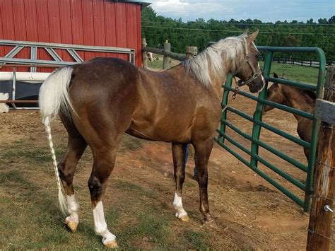 The Palomino Horse Breeds: History, Origin & Cost (2020)