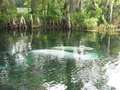 Wakulla Springs - A manatee cow and her calf! | Florida travel, Wakulla ...