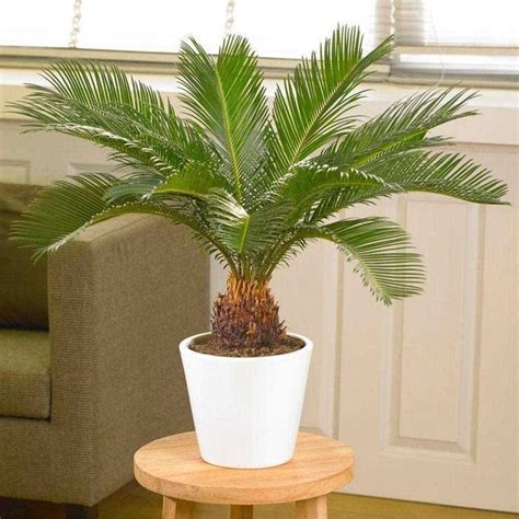 All You Need To Know About Sago Palm Seeds - Planting Guide, Tips And ...