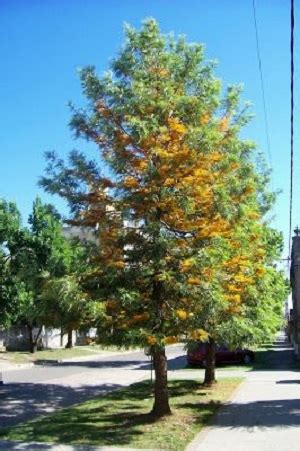 Grevillea robusta – Garden City