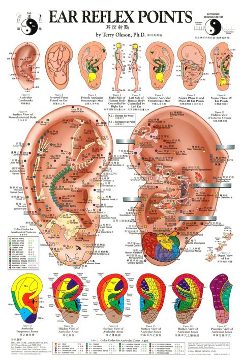 Ear Pressure Points Chart