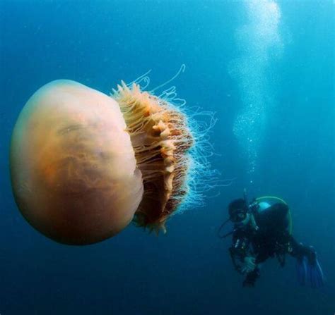 Lion's Mane Jellyfish: The World's Largest Jellyfish Ever Recorded ...