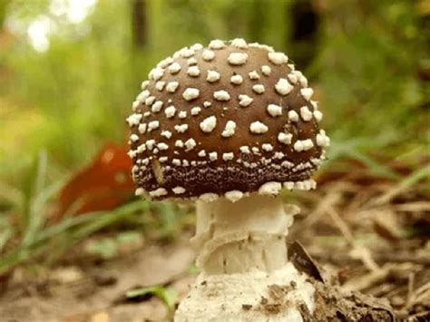 Amanita Pantherina - youramanita