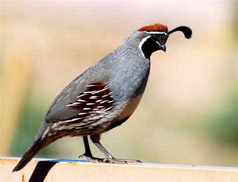 Birding Is Fun!: Saying Good-bye to Arizona Birds