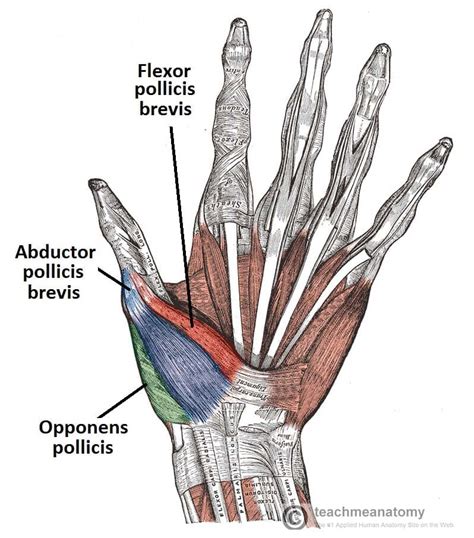 Muscles Of The Hand Anatomy