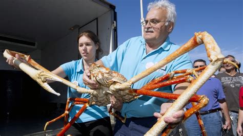 Japanese Spider Crab Diet - michaeljacksonopowiadania